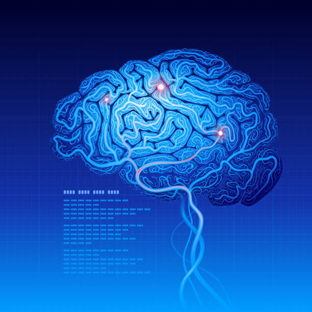 Brain Abstract science background with brain. human nervous system illustrations stock illustrations