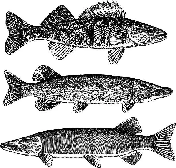 Vector illustration of Walleye, Pike and Muskellunge