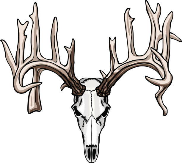 illustrations, cliparts, dessins animés et icônes de typique de crâne de cerf non - deer skull