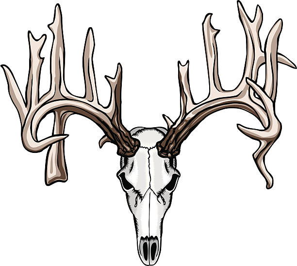 비-일반 앤틀러 스컬 - antler stag deer animal skull stock illustrations