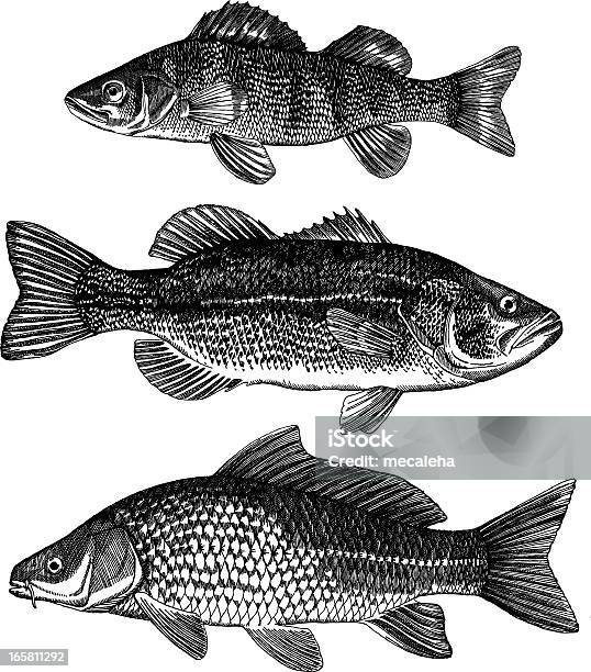 Poleiro Perca Carpa - Arte vetorial de stock e mais imagens de Peixe - Peixe, Carpa, Bodião - Rascasso