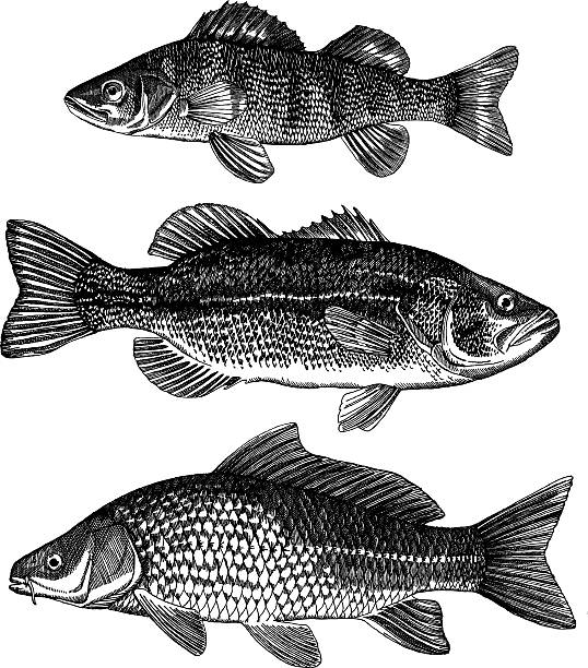 Perch, Bass, Carp Perch, Bass, Carp, very detailed ink drawing - vector illustration carp stock illustrations