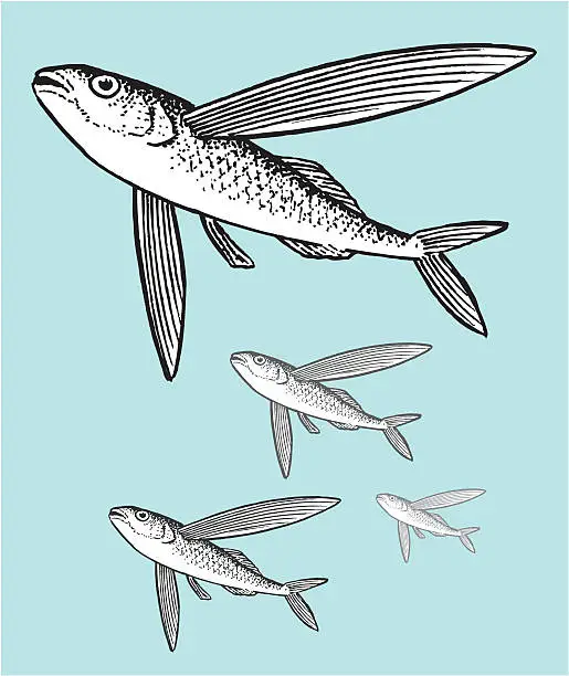 Vector illustration of Flying Fish