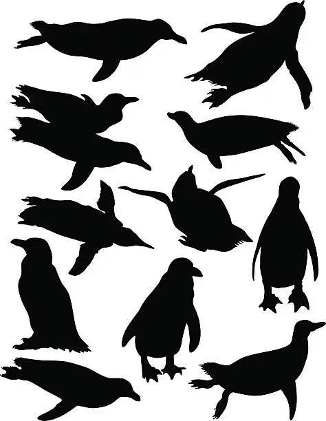 Vector illustration of Penguin Collection