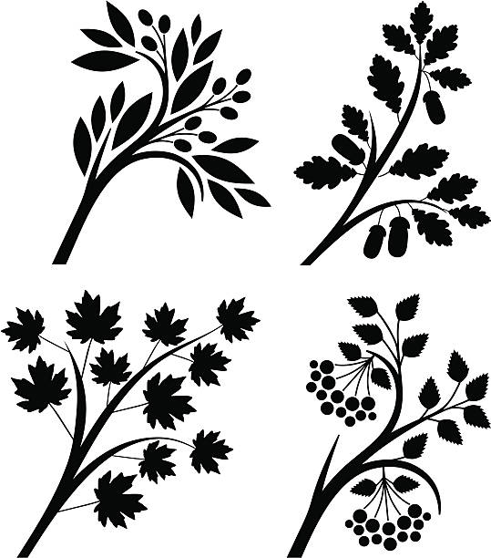 oddziały - spring oak tree leaf oak leaf stock illustrations