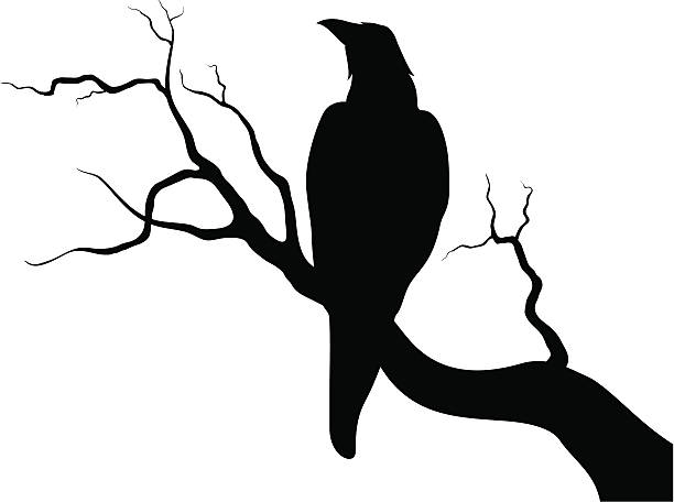 Crow on a branch Crow on a branch raven bird stock illustrations