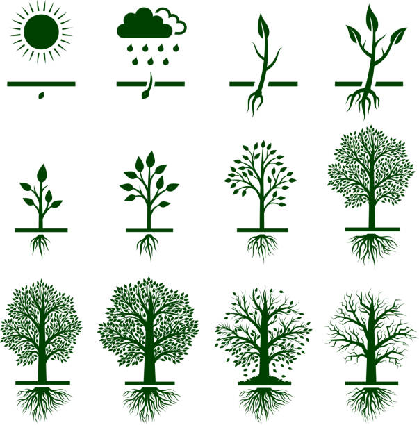 ilustraciones, imágenes clip art, dibujos animados e iconos de stock de árbol creciente crecimiento ciclo de vida conjunto de iconos vectoriales sin royalties - cultivated