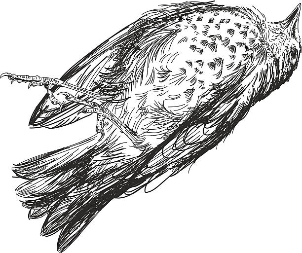 Ilustración de Gorrión Esbozos Muertos y más Vectores Libres de Derechos de Pájaro - Pájaro, Muerto, Animal muerto - iStock Ilustración de Gorrión Esbozos Muertos y más Vectores Libres de Derechos de Pájaro - Pájaro, Muerto, Animal muerto - iStock