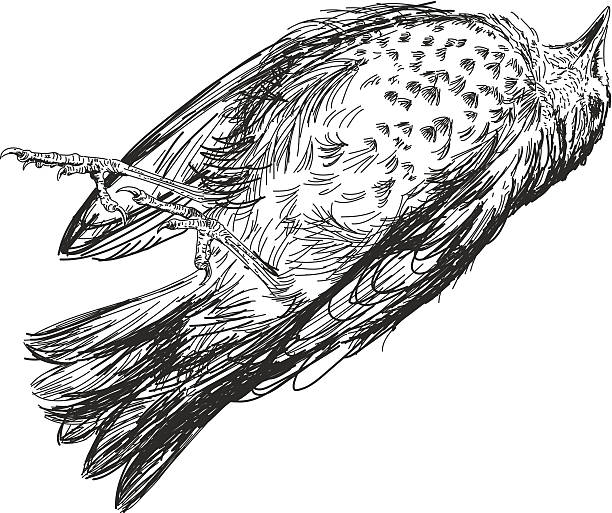 Sketchy Dead Sparrow Stock Illustration - Download Image Now - Bird, Dead, Dead  Animal - iStock