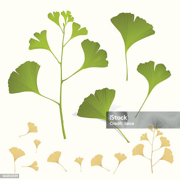 Ginkgo Plant Leafs Branch - Stockowe grafiki wektorowe i więcej obrazów Miłorząb - Miłorząb, Bez ludzi, Białe tło