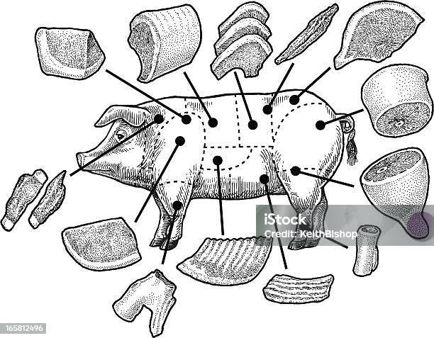 Pig And Pork Meat Cuts Stock Illustration - Download Image Now - Sparerib, Art Product, Bacon