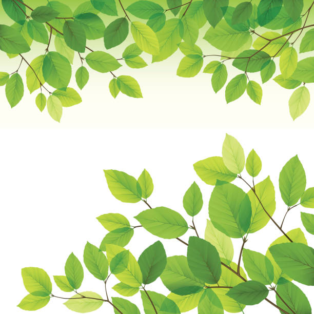 Hoja De Arbol Vectores Libres de Derechos - iStock Hoja De Arbol Vectores Libres de Derechos - iStock