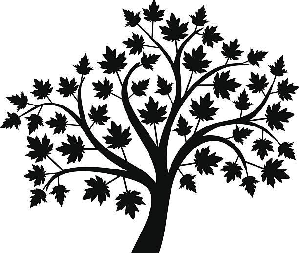 Maple Decorative maple tree  maple tree stock illustrations