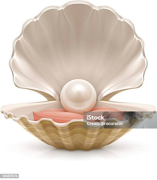 Pearl Stock Illustration - Download Image Now - Pearl Jewelry, Animal Shell, Seashell