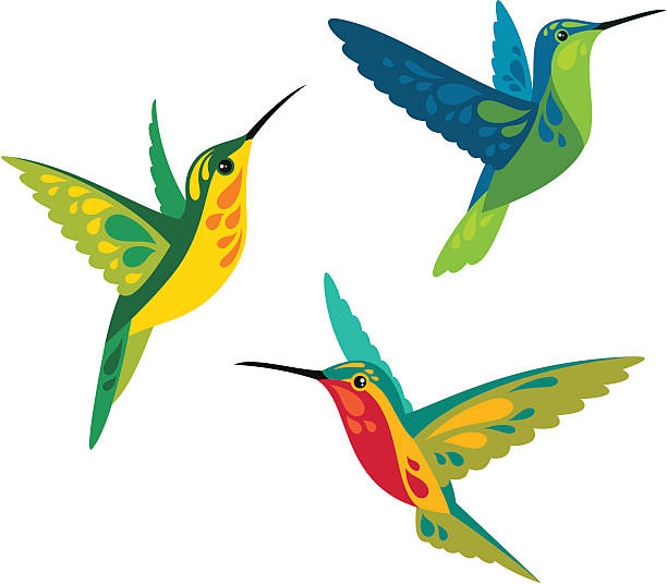 kolibris - tropenvogel stock-grafiken, -clipart, -cartoons und -symbole