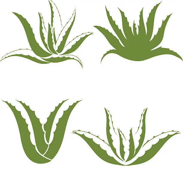 Vector illustration of aloe vera