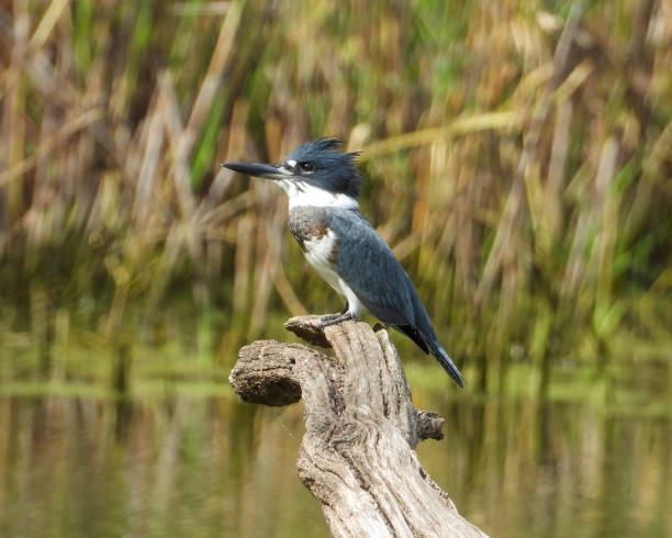 Belted Kingfisher (Megaceryle alcyon) North American Bird stock photo