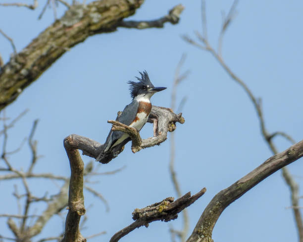 Belted Kingfisher (Megaceryle alcyon) North American Bird stock photo