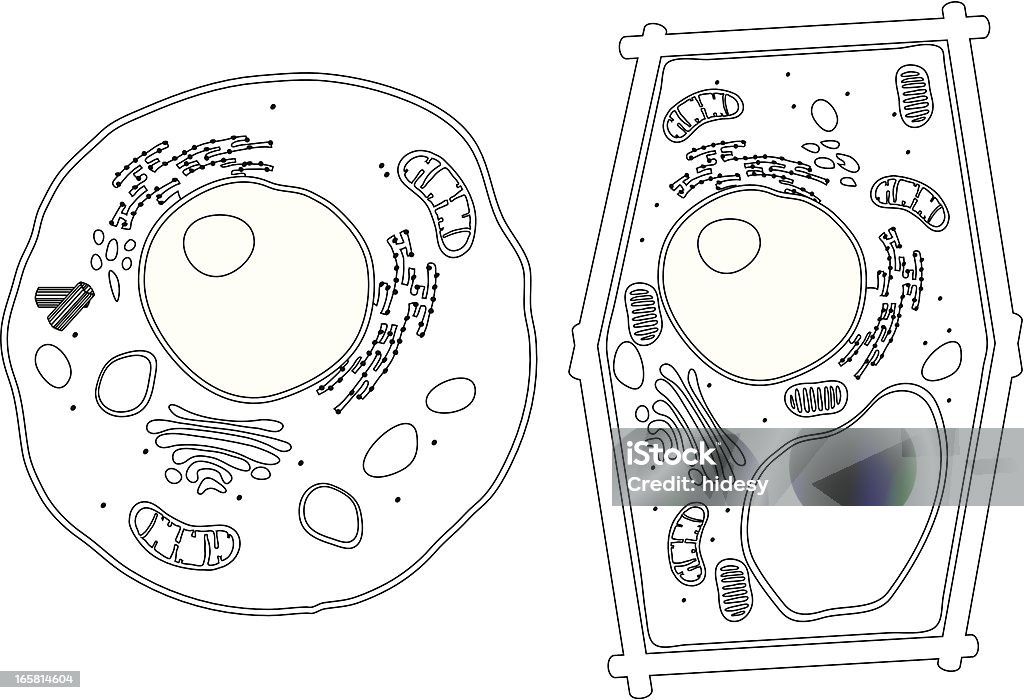 Diagram of Plant and Animal komórek - Grafika wektorowa royalty-free (Komórka)