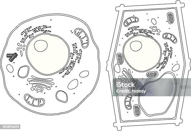 Diagram Of Plant And Animal Komórek - Stockowe grafiki wektorowe i więcej obrazów Komórka - Komórka, Ludzka komórka, Błona komórkowa