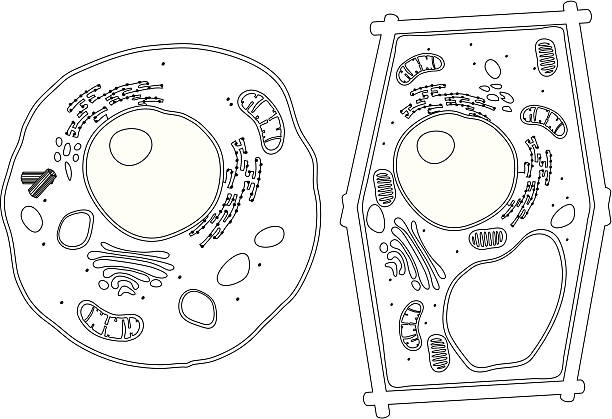 Diagram of Plant and Animal Cells Diagram of generic plant and animal cells, showing major organelles including nucleus, nucleolus, rough endoplasmic reticulum, smooth endoplasmic reticulum, cell membranes, golgi apparatus, mitochondria, vacuoles, lysosomes, ribosomes, and centrioles.  The plant cell obviously also has a cell wall and chloroplasts. human cell nucleus stock illustrations