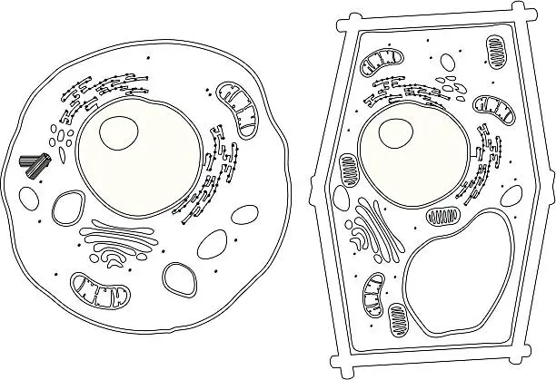 Vector illustration of Diagram of Plant and Animal Cells