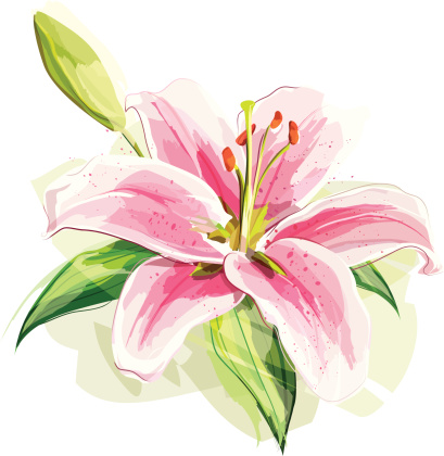 Illustration of a pink lily. Flower and the shadow are grouped and layered separately.