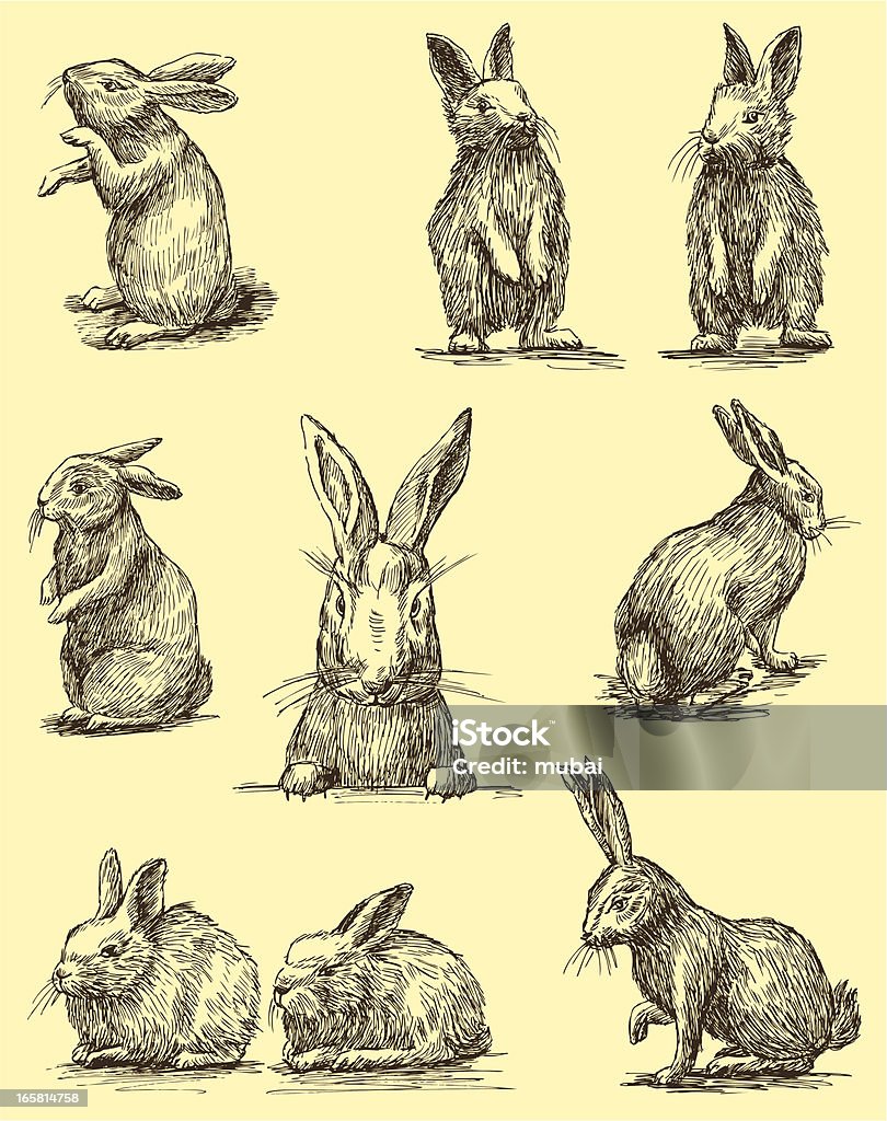 Rabbits - Royaltyfri Kanin - Djur vektorgrafik