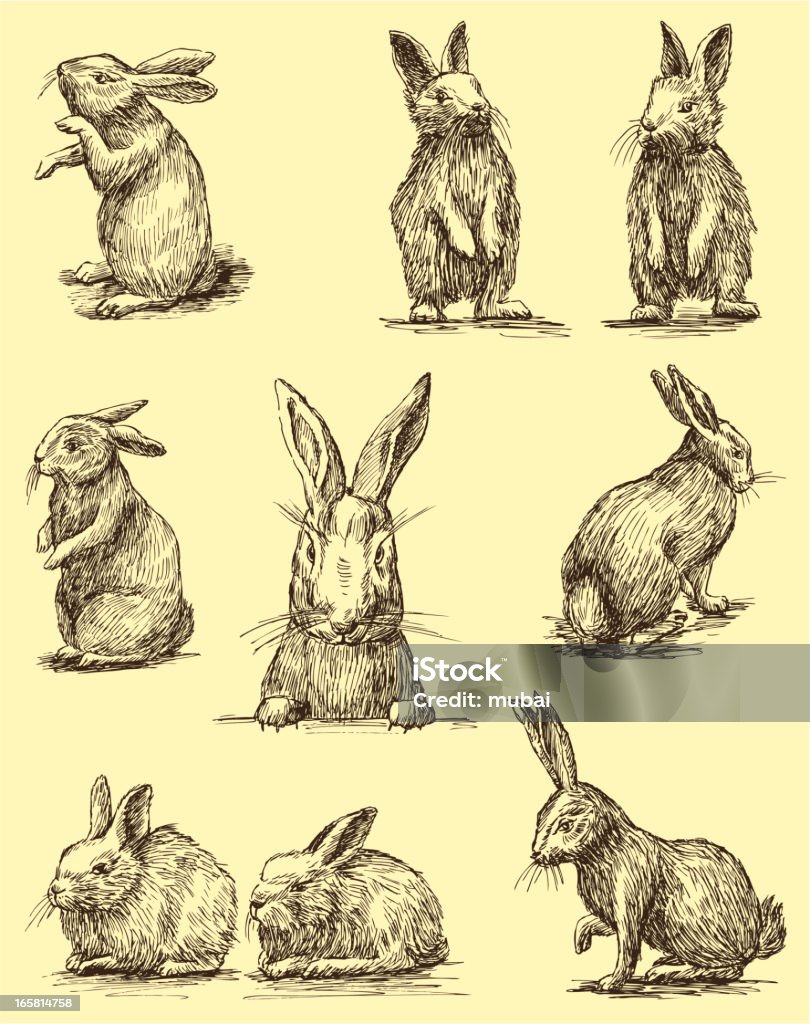 Rabbits The vector drawing of a different vintage rabbits. Rabbit - Animal stock vector