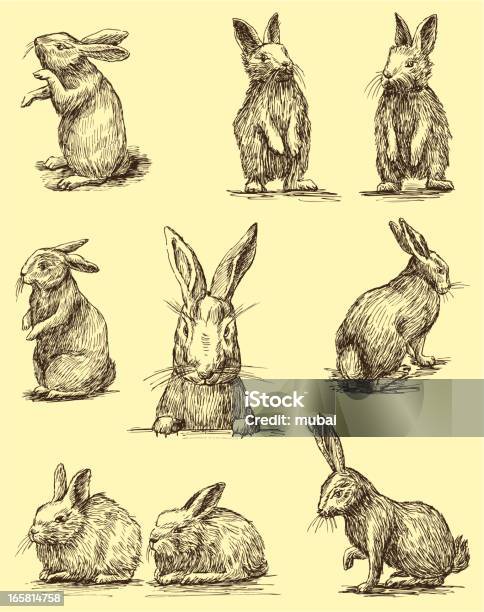 Rabbits Stock Illustration - Download Image Now - Rabbit - Animal, Illustration, Hare