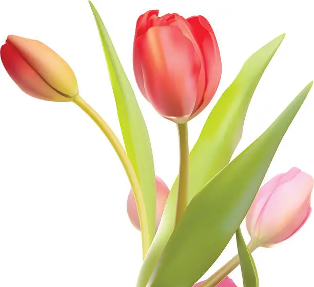 Vector illustration of Extremely Realistic Isolated Red And Pink Tulips in Vector Format