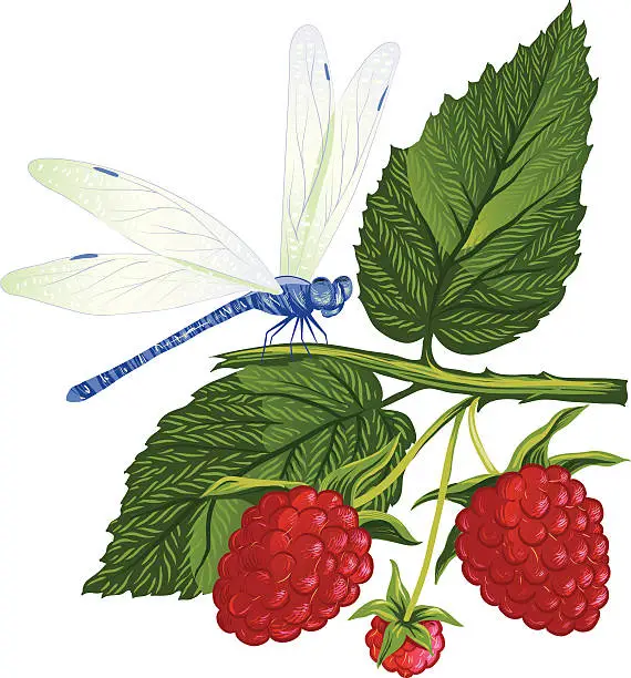Vector illustration of Dragonfly sitting on the raspberries.