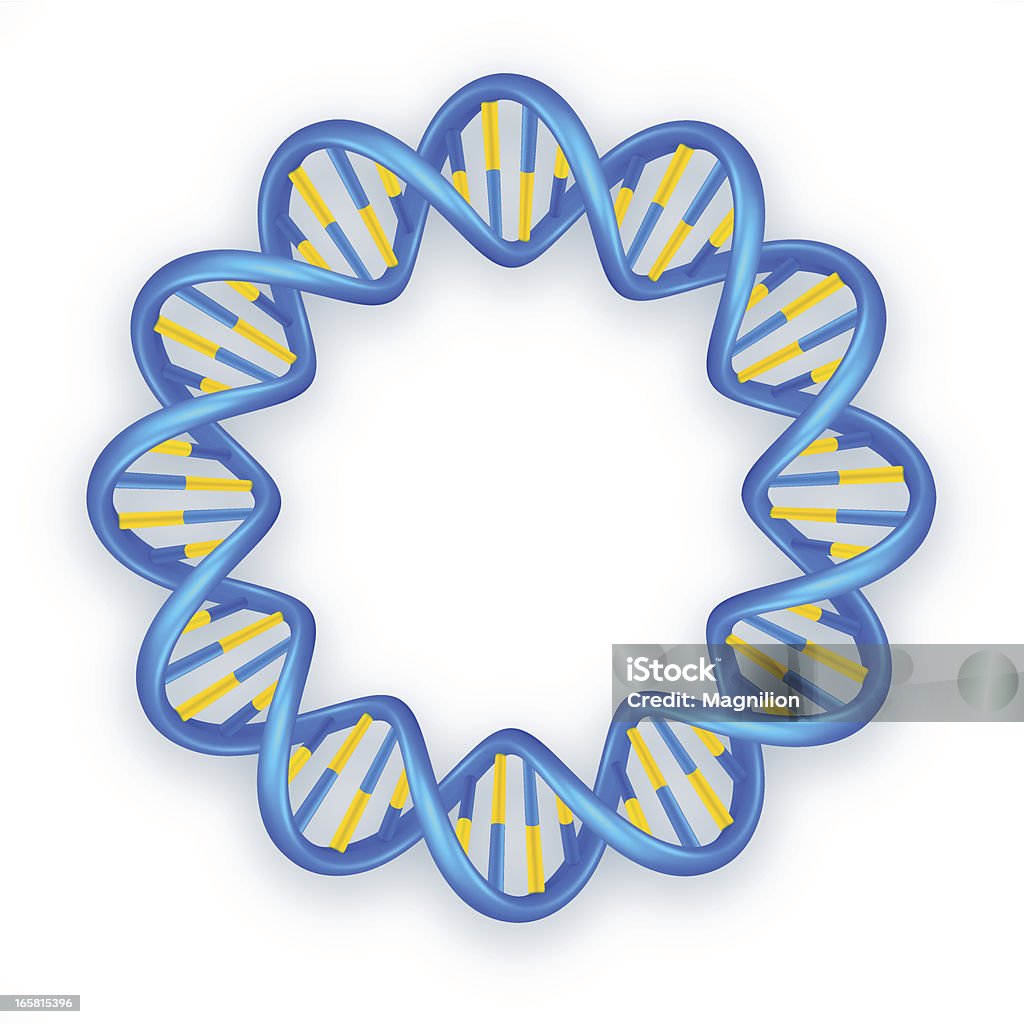 DNA helix Vector illustration of the DNA helix. Vector illustration EPS10 with effect transparent shadows. DNA stock vector