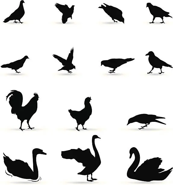 Vector illustration of birds silhouette