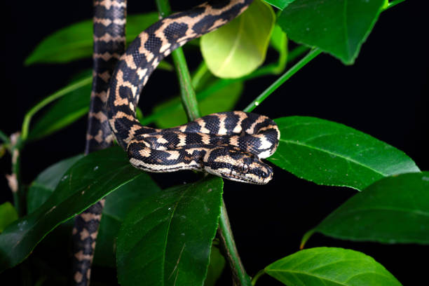 280+ Jungle Carpet Python Photos Stock Photos, Pictures & Royalty-Free ...