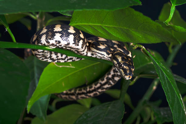 340+ Jungle Carpet Python Stock Photos, Pictures & Royalty-Free Images ...