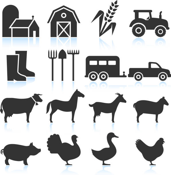 농기구 및 동물 블랙 & 인명별 벡터 아이콘 세트 - chicken livestock isolated white background stock illustrations