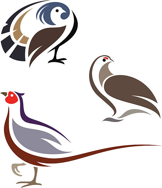 Stylized birds "Stylized birds - Ruffed Grouse, Rock Ptarmigan and Ring-necked Pheasant" grouse stock illustrations