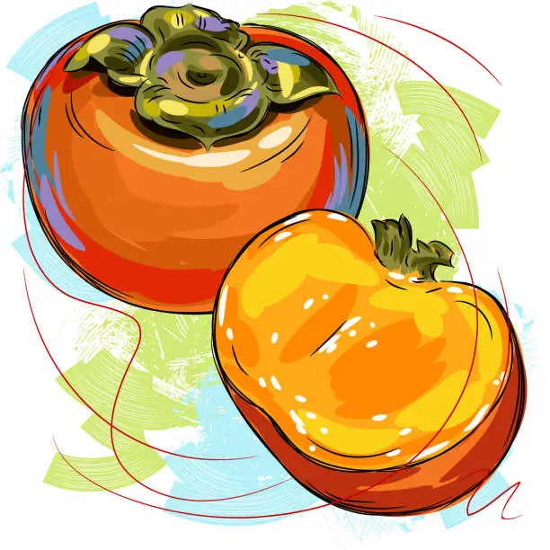 Vector illustration of Persimmon