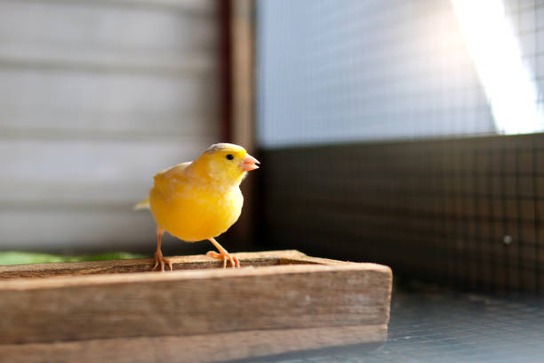 istock Small yellow  canary in cage 1658159310