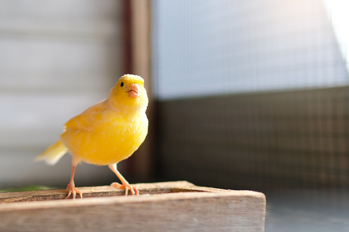 Small yellow canary in cage with other birds