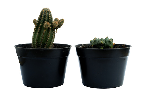 Cactus collection in black pots isolated on white background