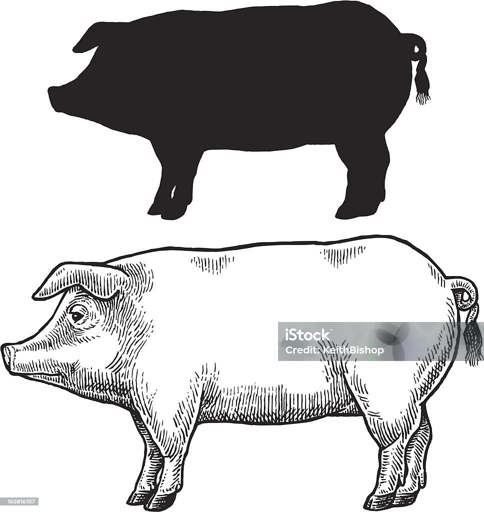 Schwein, Schweinen oder Hog - Lizenzfrei Kontur Vektorgrafik