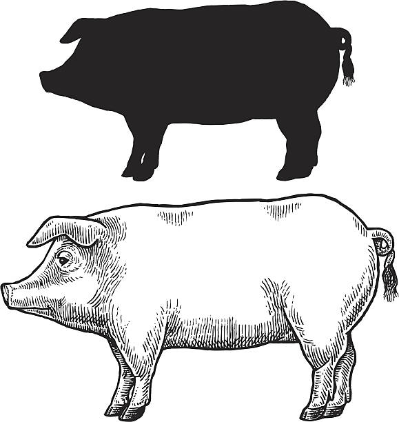 Pig, Swine or Hog Pig, Swine or Hog. Pen and ink style illustration of a pig or hog and silhouette. Check out my "Vectors Animals & Insects" light box for more. pig silhouettes stock illustrations