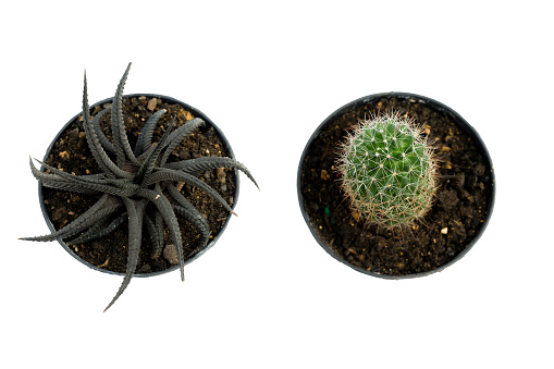Cactus collection in black pots isolated on white background