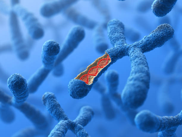 Chromosome. DNA Genetics background. 3D render. chromosome stock pictures, royalty-free photos & images