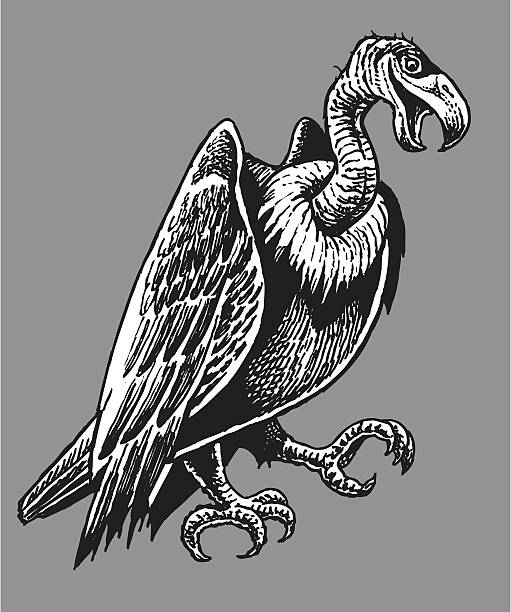 szakal lub buzzard - eurasian buzzard stock illustrations