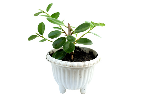 Green pine bush plant in  white potted,