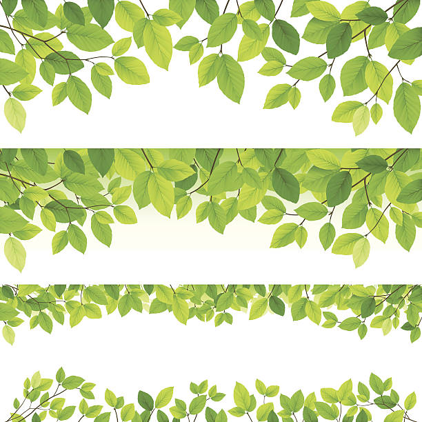 illustrations, cliparts, dessins animés et icônes de horizontal fond de feuille - leaf backgrounds green spring