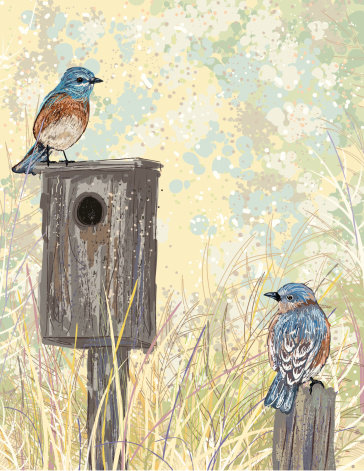 Sketchy Style Bluebirds And Birdhouse